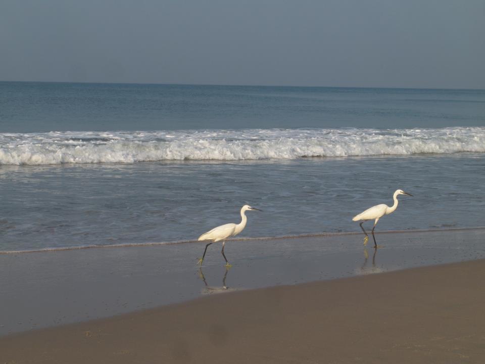 Oceanic Beach Residency Varkala Bagian luar foto